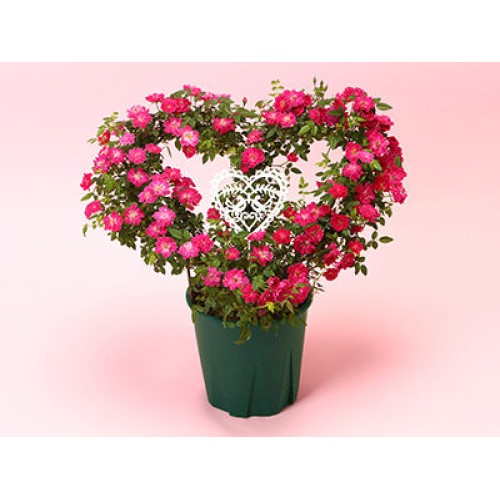 Heartful Rose